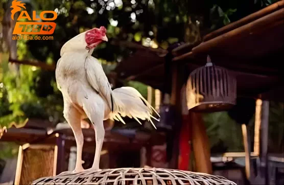 ky-thuat-huan-luyen-va-cham-soc-suc-khoe-ga-da Kỹ thuật huấn luyện và chăm sóc sức khỏe gà đá