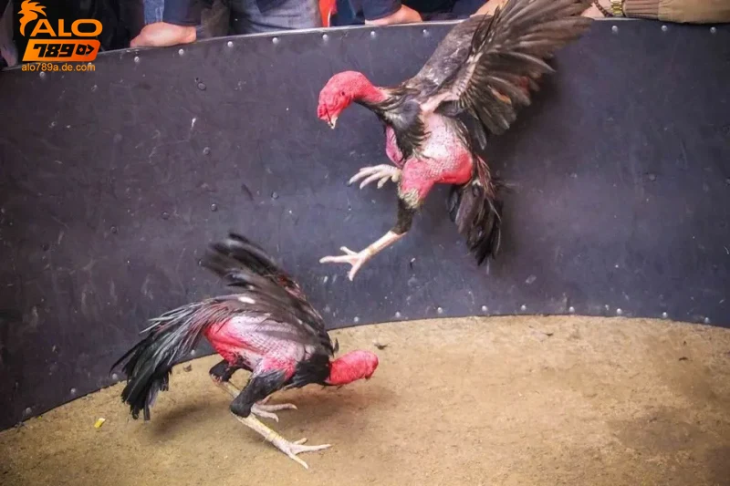 Đá gà chọi - Tìm hiểu kỹ thuật và kinh nghiệm cá cược hiệu quả 8 Lịch sử và ý nghĩa của đá gà chọi