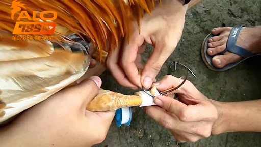 Khám Phá Cựa Gà Đá – Bí Quyết Đỉnh Cao Từ ALO789 5 Các loại cựa gà đá phổ biến và đặc điểm từng loại