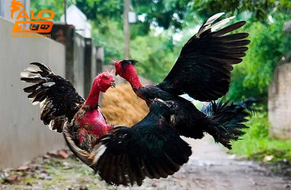 chien-thuat-ca-cuoc-va-kinh-nghiem-tu-alo789 Chiến thuật cá cược và kinh nghiệm từ Alo789