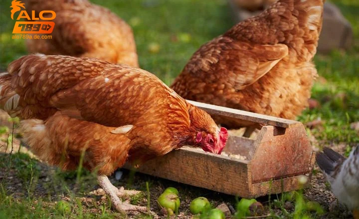 lien-ket-thuc-an-ga-da-va-chien-thang-trong-ca-cuoc-alo789 Liên kết thức ăn gà đá và chiến thắng trong cá cược Alo789